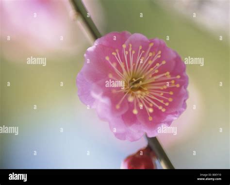 Plum Flower Disection に対する画像結果