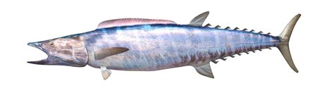 Image result for Wahoo Fish Anatomy Diagram
