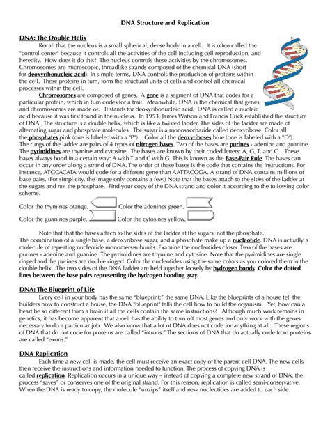 Toradh íomhá ar Decoding DNA Worksheet