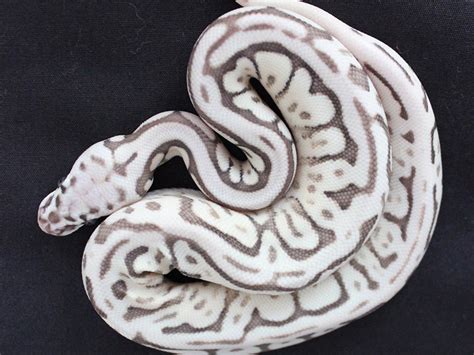 Image result for Lesser Fire Spider Ball Python