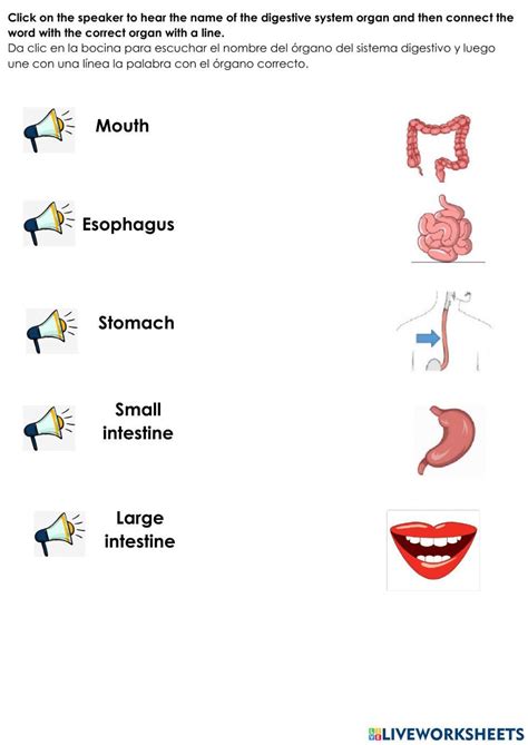 Image result for Digestive System Matching Activity Worksheet