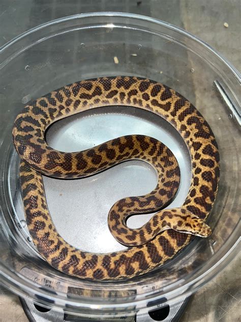 Image result for Blonde Spotted Python