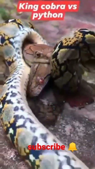 Image result for King Cobra vs Python