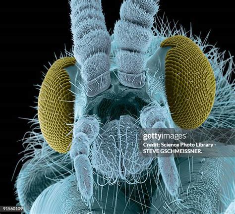 Image result for Insects Under Electron Microscope