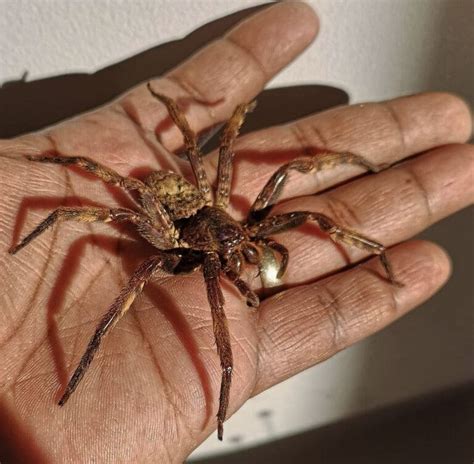 Image result for Huntsman Spider Arizona