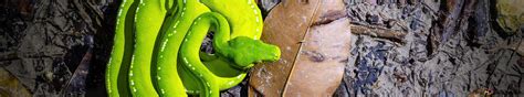 Image result for Green Tree Python 4K
