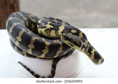 Image result for Golden Python Snake