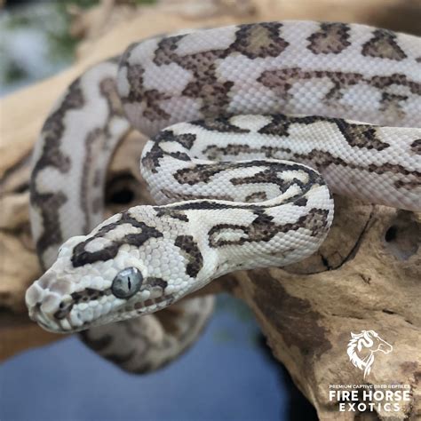 Axanthic Zebra Carpet Python に対する画像結果
