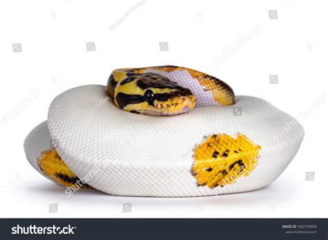 Image result for Baby Ball Python Snake