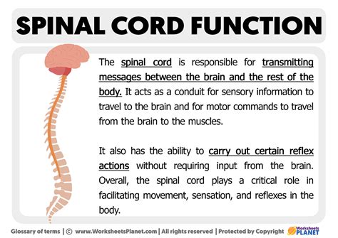 Spinal Cord Structure and Function に対する画像結果