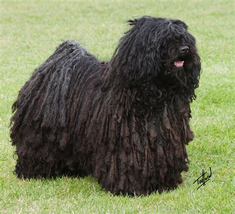 Image result for Commodore 64 Joystick