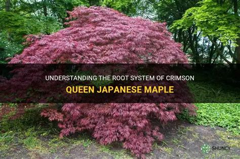 Image result for Japanese Maple Root System
