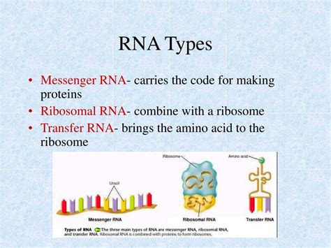 Image result for RNA Transcriptome