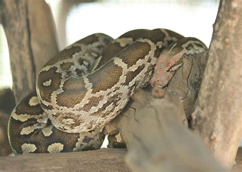 Toradh íomhá ar Reticulated Python Perth Zoo