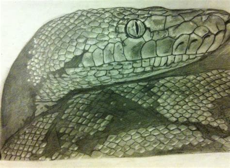 Afbeeldingsresultaten voor Diamond Python Realistic Drawings