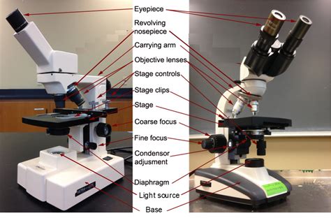 Afbeeldingsresultaten voor Light Microscope Parts and Functions