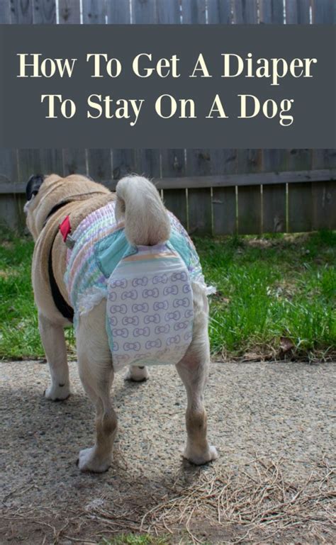 Image result for How to Keep Diaper On Dog