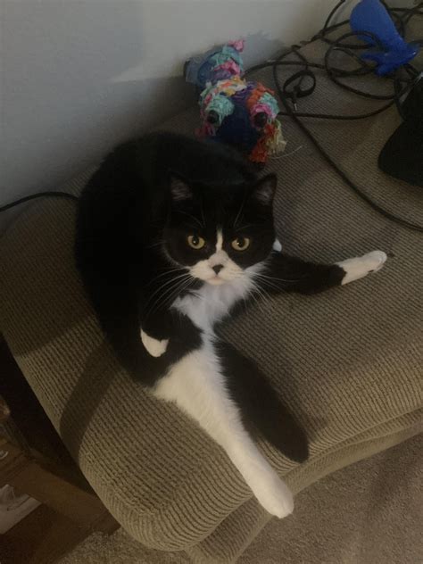 Image result for Xenomorph Cat