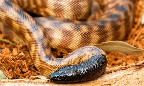 Image result for Brown-headed Python