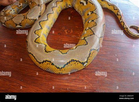 Toradh íomhá ar Tree Ball Python Non-Poison