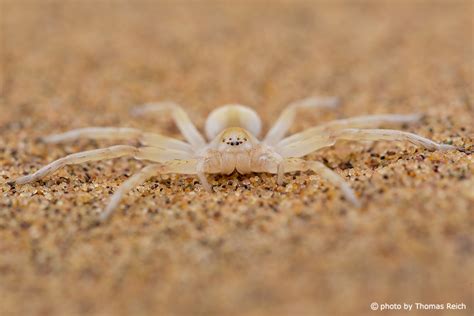 Desert Wheel Spider に対する画像結果