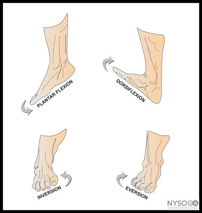 Image result for Plantar Flexion