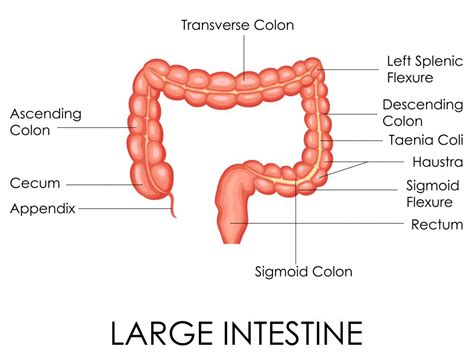 Digestive System Labeled Cecum に対する画像結果