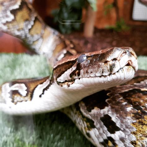Afbeeldingsresultaten voor Beautiful Burmese Python