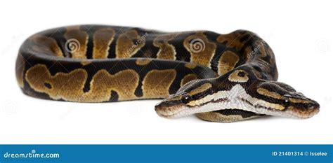 Toradh íomhá ar Twee Python's