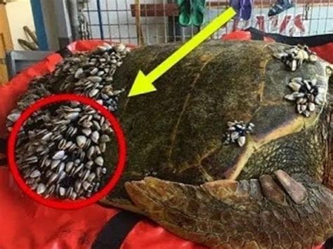 Afbeeldingsresultaten voor Turtle Shell Removed