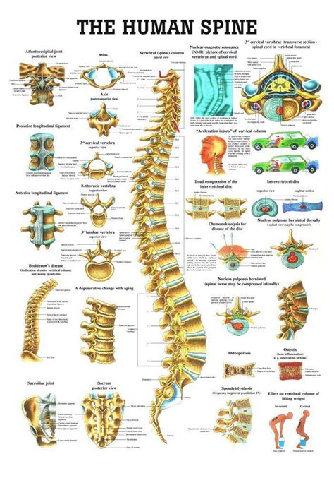 Image result for Spine Rotation Posture