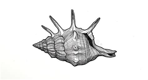 Toradh íomhá ar Labeled Conch Shell Drawing