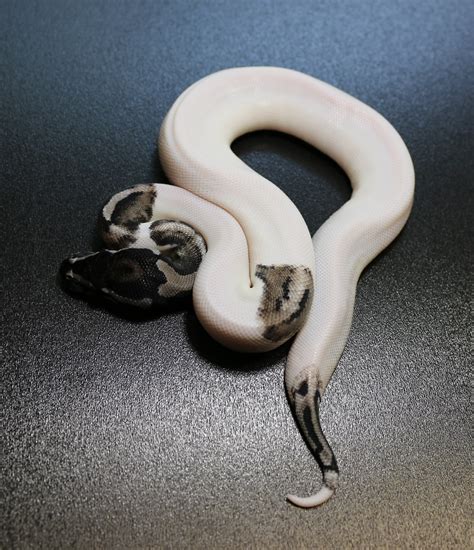 Image result for Axanthic Pied Ball Python