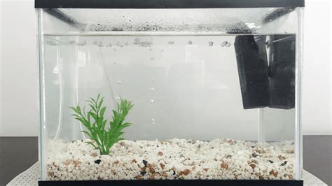Betta Fish Tank Setup に対する画像結果