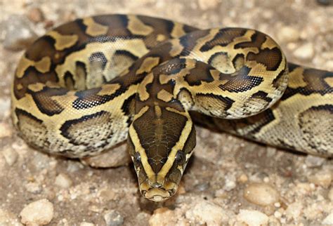 Image result for Rock Python Baby Snake