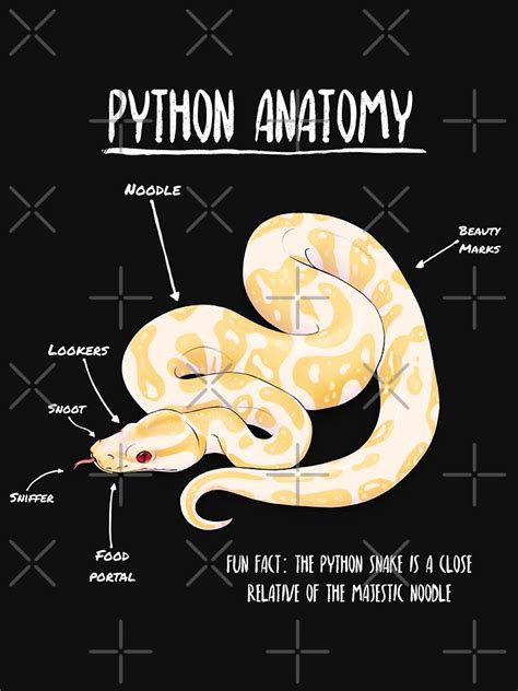 Image result for Python Anatomie