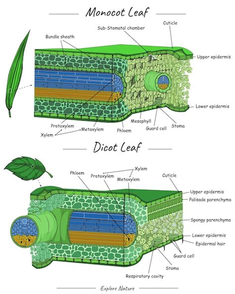 Image result for Leaf Venation Monocot vs Dicot