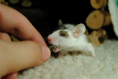 Rat Pack SANDF に対する画像結果