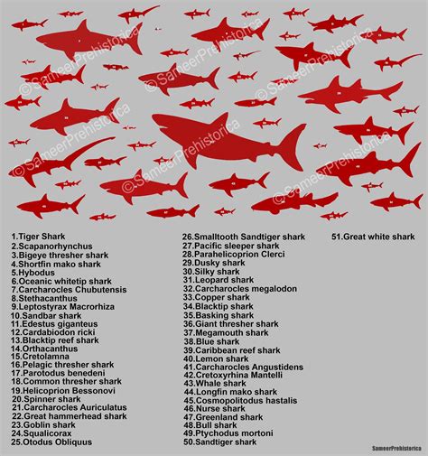 Image result for Different Size Sharks