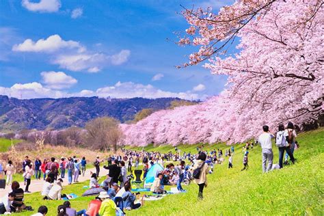 Image result for Hanami in Spring Drawing