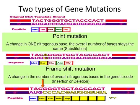 Genetic Mutation Types