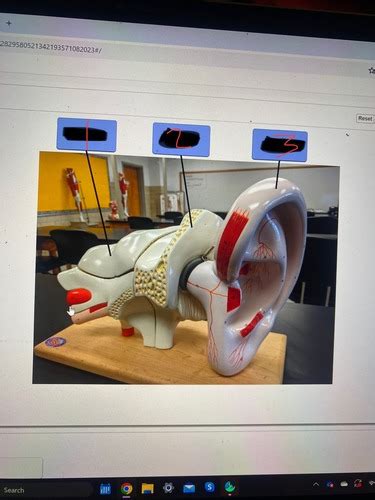 Image result for Progressive Ear Color Code Answer Key