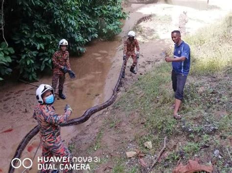 Giant Reticulated Python に対する画像結果