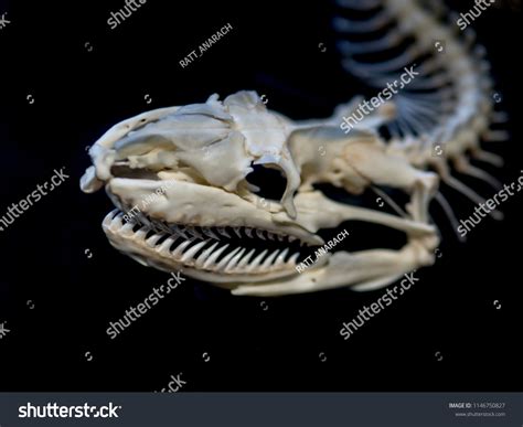 Image result for Python Snake Skeleton