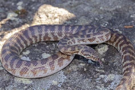 Stimson's Python に対する画像結果