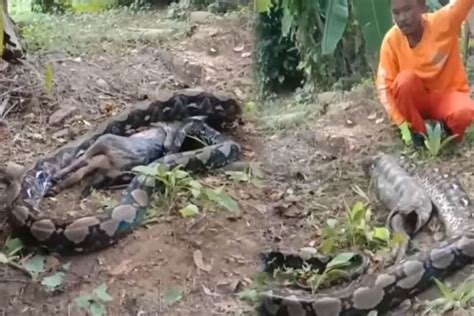 Python Frisst ಗಾಗಿ ಇಮೇಜ್ ಫಲಿತಾಂಶ