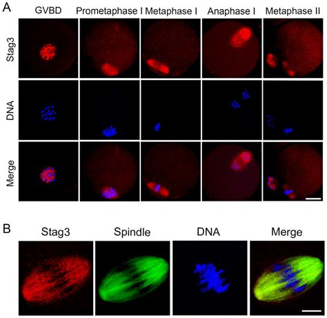 Image result for Oocyte Gvbd