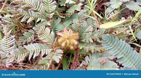 Toradh íomhá ar Mimosa Pudica Humble Plant