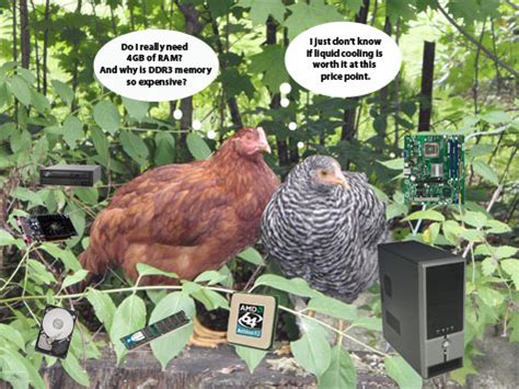 Image result for Hen Using a Computer