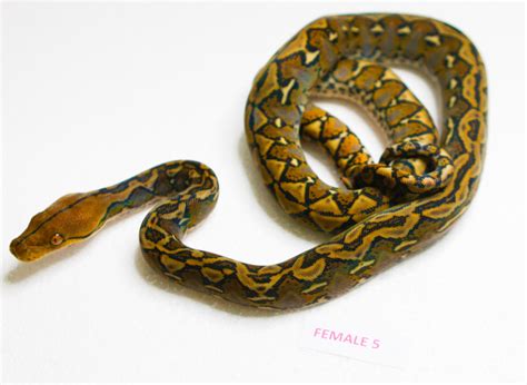 Image result for Sulawesi Python